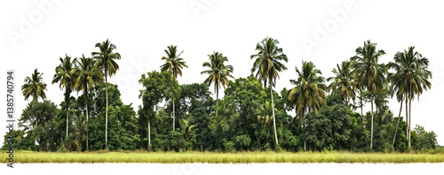 Natural landscape showing a lush grove of tall coconut palm trees against a transparent  background, creating a tropical island scenery with dense green foliage