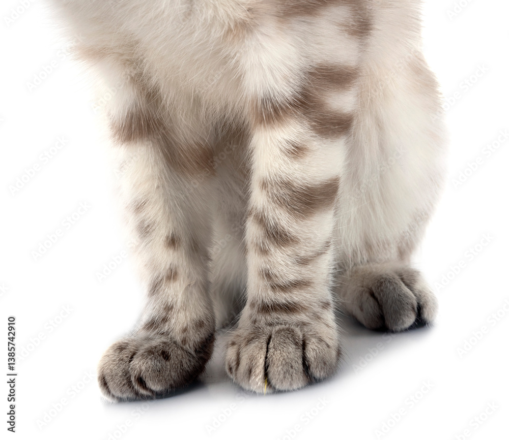 Fototapeta premium bengal kitten in studio
