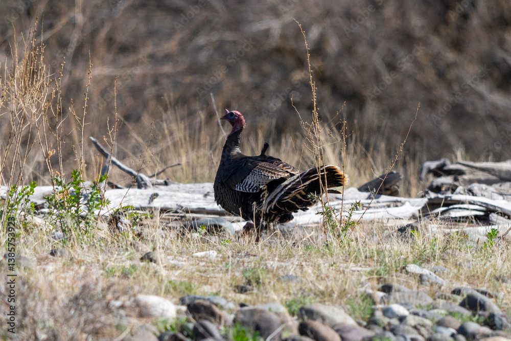 Fototapeta premium Wild Turkey in Hells Canyon near the confluence of the Grande Ronde River which is a tributary to the Snake River near Rodgersburg, Washington