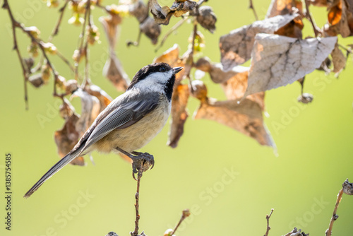 Black-capped Chickadee near Cache Creek in Hells Canyon, Oregon