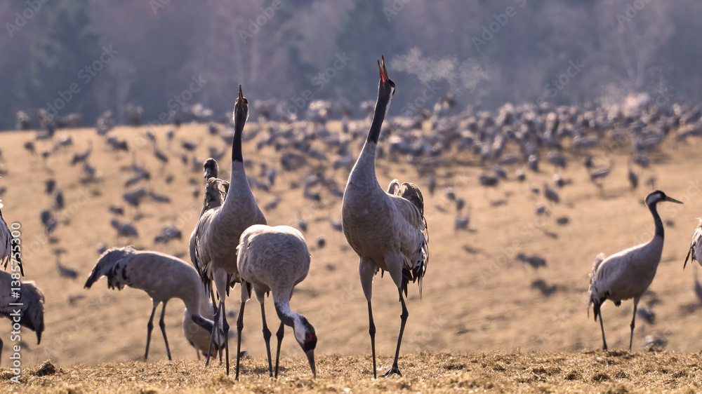 Fototapeta premium Common crane (Grus grus)