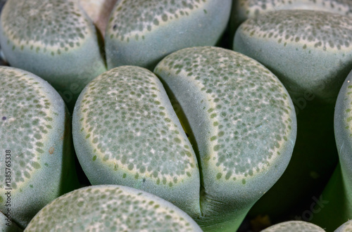 Mesembs Lithops terricolor - South African plant from Namibia in the collection, super succulent plants