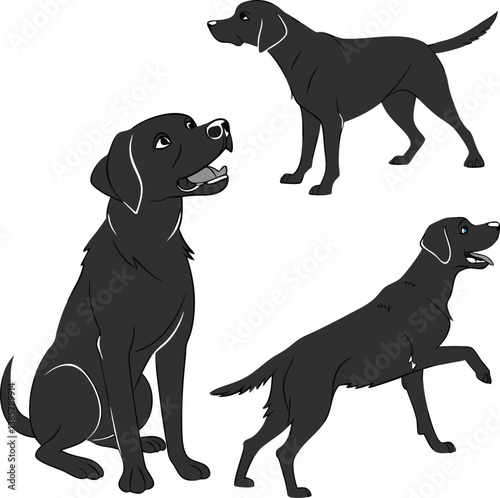 black labrador retriever dog
