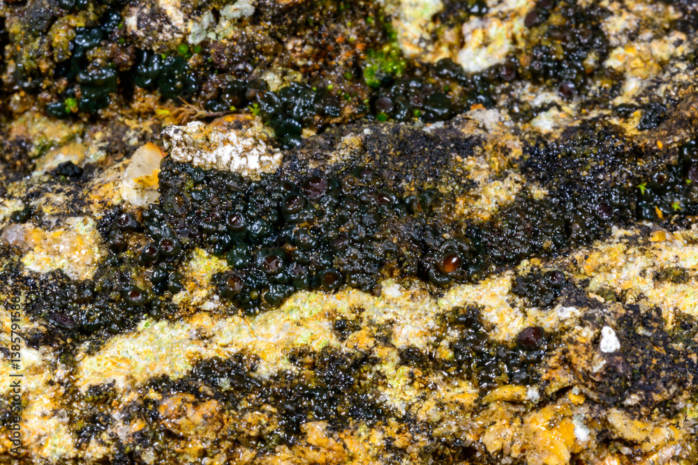 Black crustose lichen with reproductive organs growing on coastal rocks near the Black Sea, Ukraine Black crustose lichen with reproductive organs growing on coastal rocks near the Black Sea, Ukraine