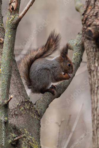 Adorable cute little fluffy red curious hungry squirrel recently out of hibernation after winter sitting on a tree branch eating a nut in a park in spring.