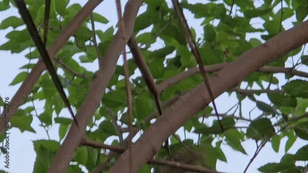 Common Babbler Birds perching on the tree branch Common Babbler Birds perching on the tree branch