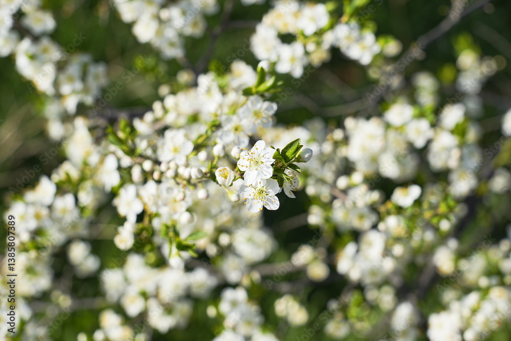 Spring landscape, beautiful spring scenes with blossoming trees Spring landscape, beautiful spring scenes with blossoming trees