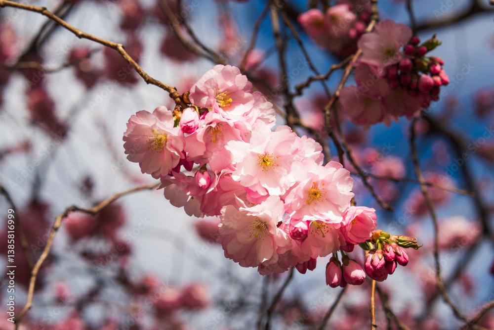 Close-up of delicate pink Kanzan sakura flowers on a branch in spring. Close-up of delicate pink Kanzan sakura flowers on a branch in spring.