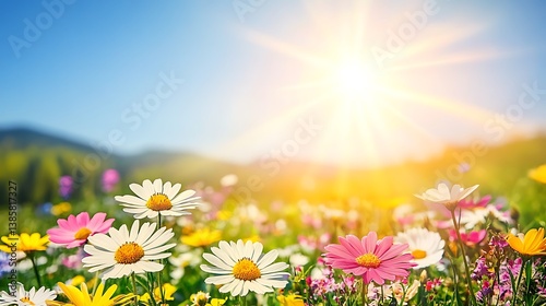 Fototapeta Naklejka Na Ścianę i Meble -  Vibrant meadow flowers bathed in sunlight