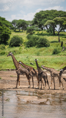 A giraffe seen in Tarangire National Park in Tanzania