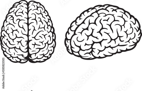 Two Anatomically Correct Human Brains Side-by-Side