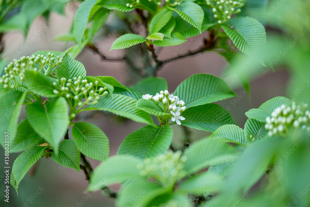 Obraz premium Close up of Young First Spring Leaves on Viburnum Shrub