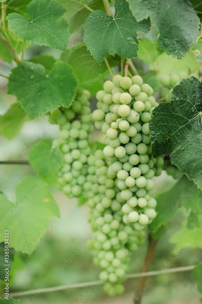 Green bunch grapes branch. Growing eco organic viticulture. Copy space, place text, banner, harvest Green bunch grapes branch. Growing eco organic viticulture. Copy space, place text, banner, harvest