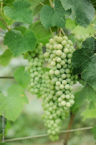 Wallpaper Mural Green bunch grapes branch. Growing eco organic viticulture. Copy space, place text, banner, harvest Torontodigital.ca