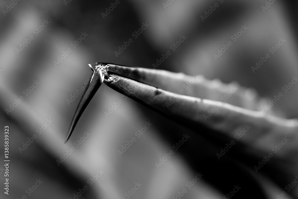 Macro cactus thorns in black and white with a blur and a nice bokeh.
