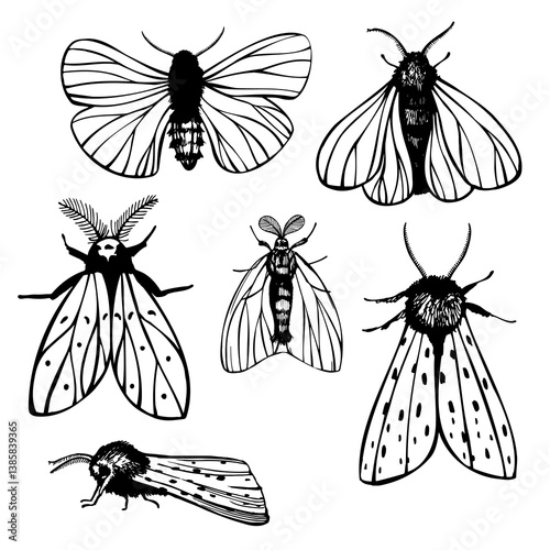Hand-drawn moths on white background. Vector sketch illustration.