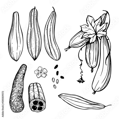 Hand-drawn Luffa cylindrica, the sponge gourd, Egyptian cucumber or Vietnamese luffa.   Vector sketch illustration.