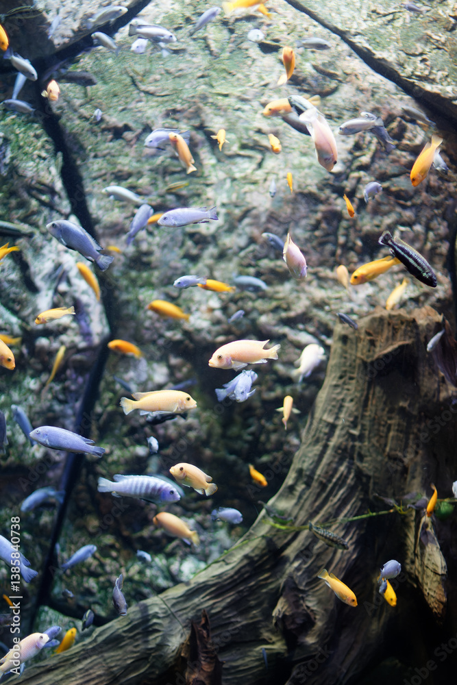 Vibrant aquatic life in the Explora Aquarium at Parque Explora, Medellín, Antioquia, Colombia. A mesmerizing underwater world showcasing diverse fish species and natural beauty.