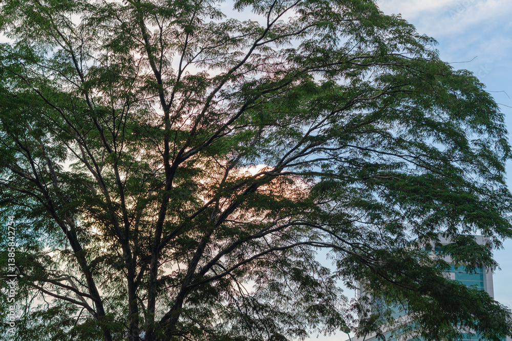 Majestic tree silhouetted against the vibrant Medellín, Medellin, skyline at sunset. A captivating urban-nature scene in Antioquia, Colombia, evoking tranquility and wonder