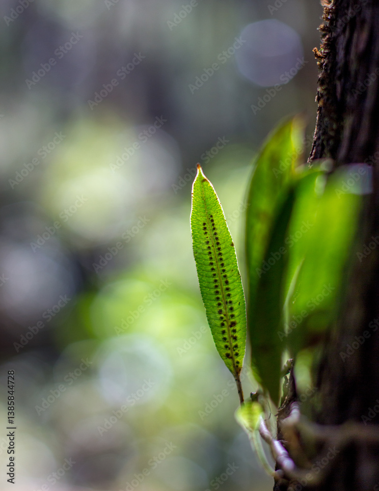 Small leave of asplenium scolopendrium, commonly known as the hart's-tongue fern, and which is an evergreen fern.
