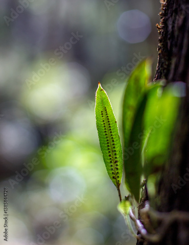 Small leave of asplenium scolopendrium, commonly known as the hart's-tongue fern, and  which is an evergreen fern.