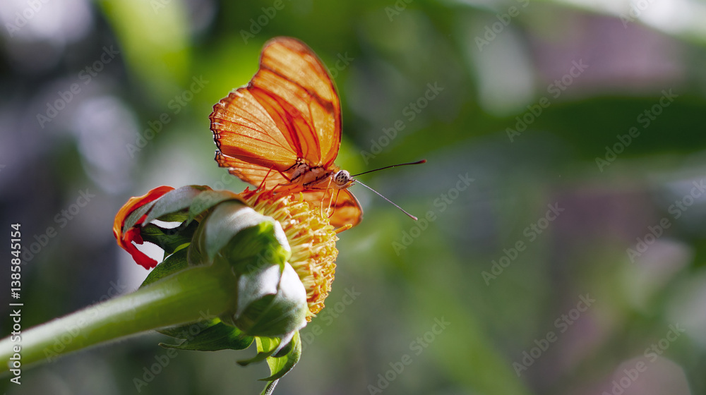 Bright yellow butterfly resting on a blooming yellow flower at Jardín Botánico de Medellín, Medellin. Colombia, Antioquia, showcasing the vibrant beauty of tropical nature.