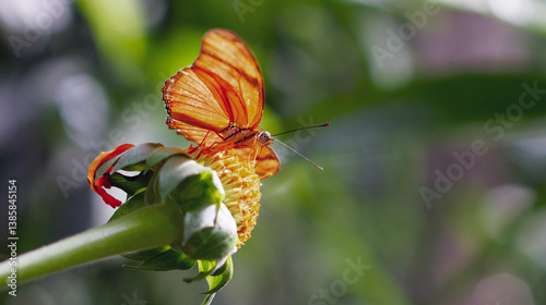 Obraz na płótnie Bright yellow butterfly resting on a blooming yellow flower at Jardín Botánico de Medellín, Medellin. Colombia, Antioquia, showcasing the vibrant beauty of tropical nature. w salonie
