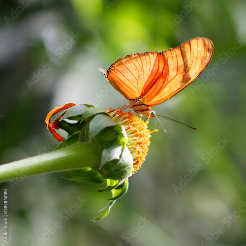 Bright yellow butterfly resting on a blooming yellow flower at Jardín Botánico de Medellín, Medellin. Colombia, Antioquia, showcasing the vibrant beauty of tropical nature.