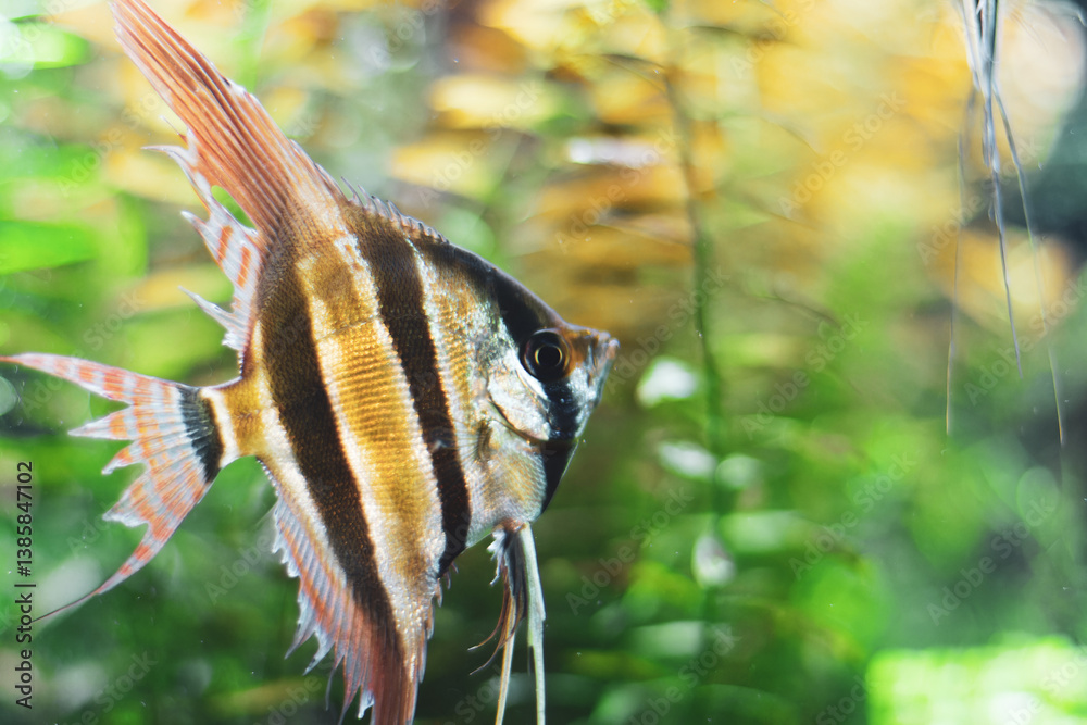 Close-up of a vibrant angelfish with intricate patterns at the Medellín Aquarium Explora, Antioquia, Colombia. Highlighted against a serene green backdrop, showcasing aquatic elegance