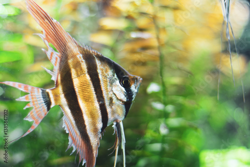 Obraz na płótnie Close-up of a vibrant angelfish with intricate patterns at the Medellín Aquarium Explora, Antioquia, Colombia. Highlighted against a serene green backdrop, showcasing aquatic elegance w salonie