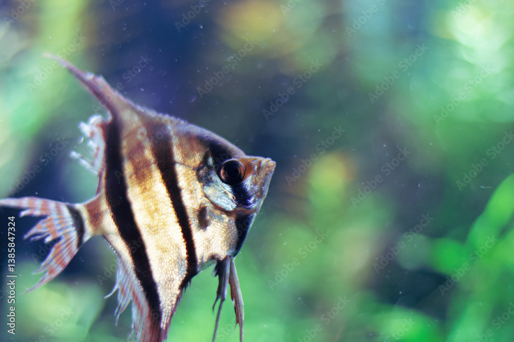 Close-up of a vibrant angelfish with intricate patterns at the Medellín Aquarium Explora, Antioquia, Colombia. Highlighted against a serene green backdrop, showcasing aquatic elegance