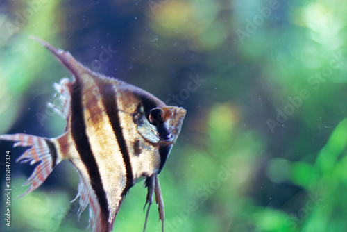 Obraz na płótnie Close-up of a vibrant angelfish with intricate patterns at the Medellín Aquarium Explora, Antioquia, Colombia. Highlighted against a serene green backdrop, showcasing aquatic elegance w salonie