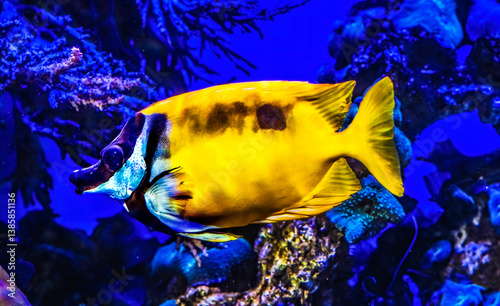 Obraz na płótnie Colorful Yellow One Spot Foxface Fish Fish Waikiki Oahu Hawaii w salonie