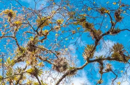 A leafless tree adorned with epiphytic plants under a clear blue sky in Popayán, Popayan, Cauca, Colombia. Showcasing the harmony of diverse plant species in a serene natural ecosystem.