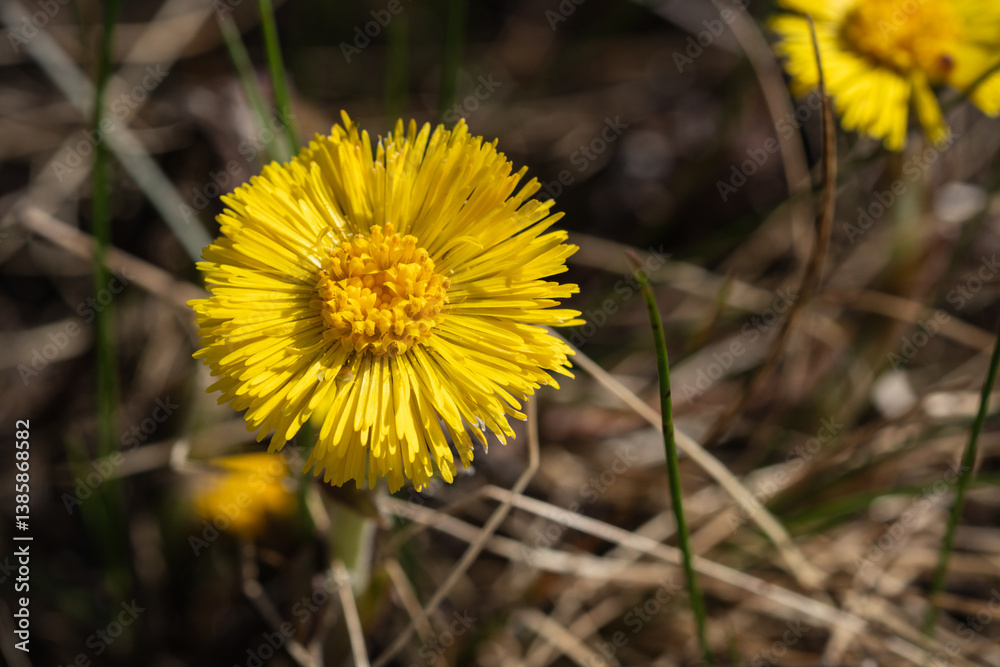 Close up of a blooming coltsfoot / tussilago farfara flower outdoors, on sunny day Close up of a blooming coltsfoot / tussilago farfara flower outdoors, on sunny day