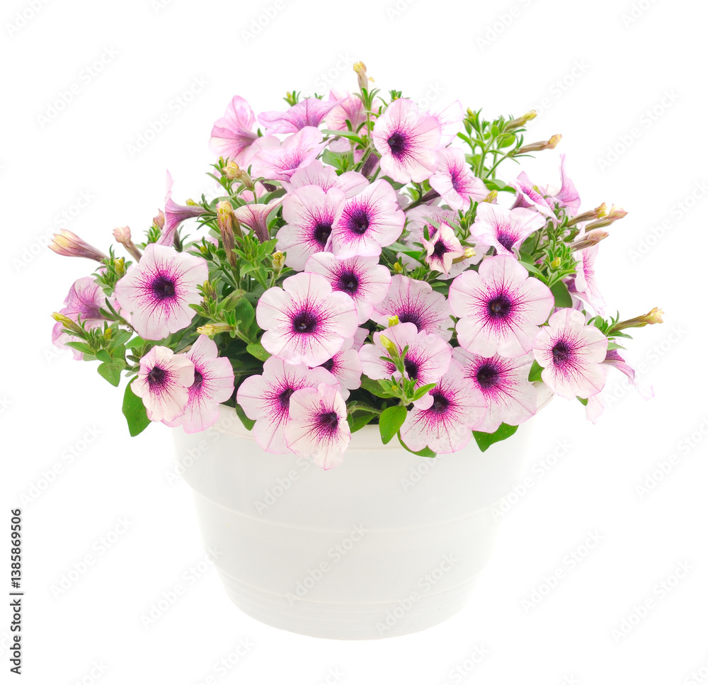 Bouquet of flowers petunia in a pot. Bouquet of flowers petunia in a pot.