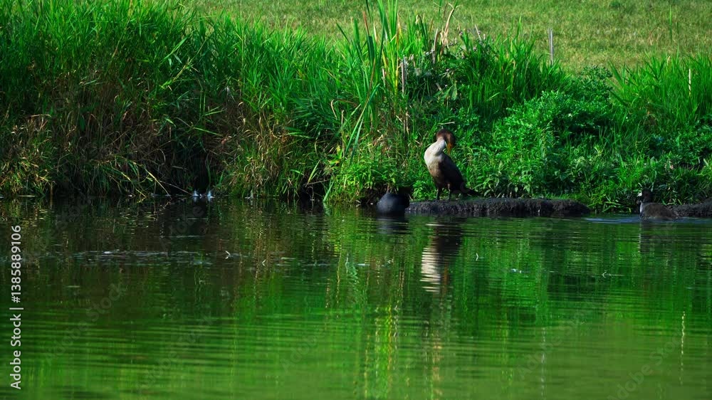 A cormorant stands by the shore of a beautiful lake in spring, enjoying the sun and calm water. A serene wildlife scene showcasing its natural behavior in a lush, vibrant landscape.
A cormorant stands by the shore of a beautiful lake in spring, enjoying the sun and calm water. A serene wildlife scene showcasing its natural behavior in a lush, vibrant landscape.