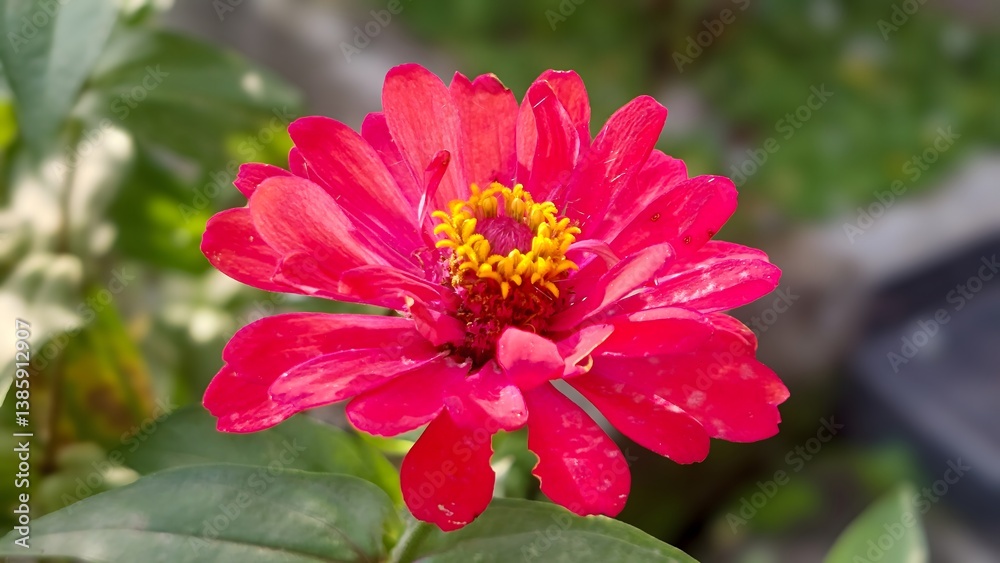 Obraz premium Vibrant Red Zinnia Flower Garden Bloom Closeup Nature Shot