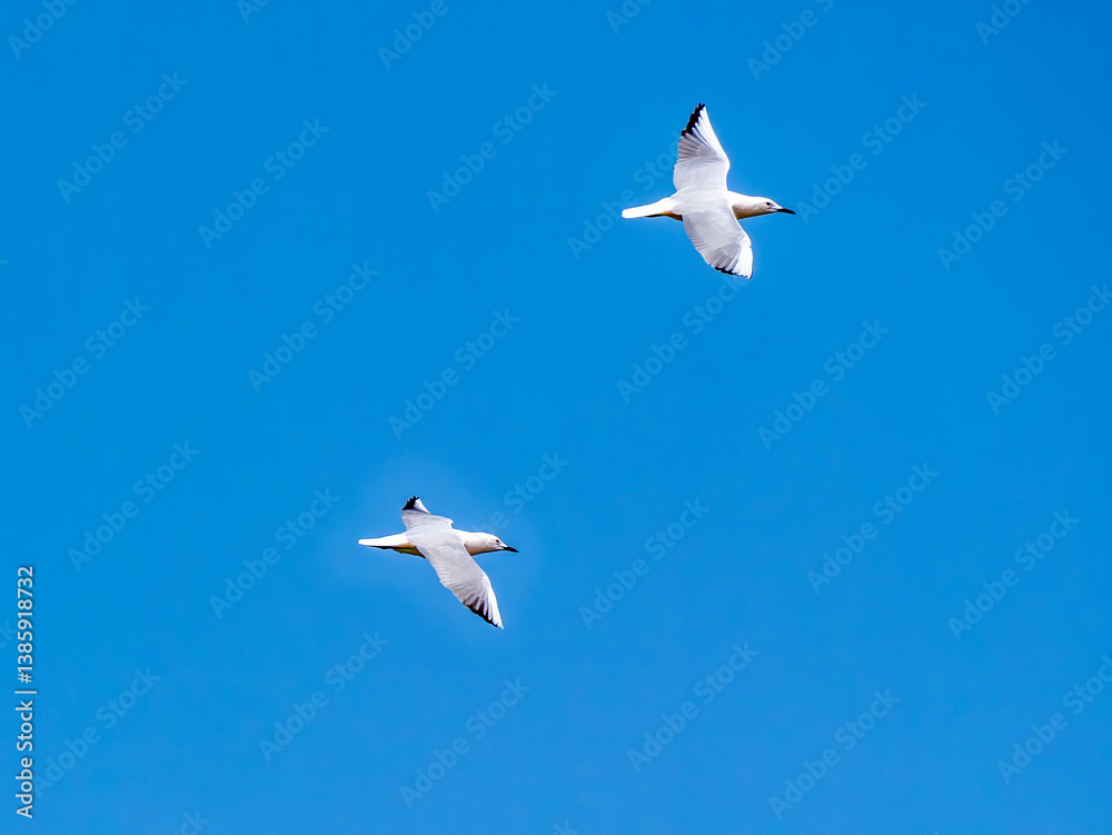Two flying black-headed gulls (Chroicocephalus) over the harbor basin of Houmt Souk. Two flying black-headed gulls (Chroicocephalus) over the harbor basin of Houmt Souk.