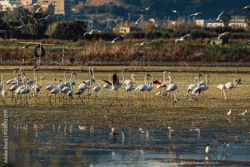 aves paisaje natural marjal Almenara España