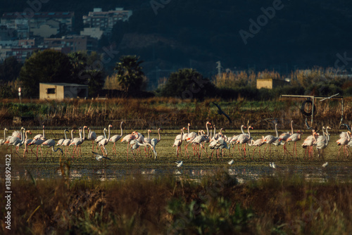 aves paisaje natural marjal Almenara España