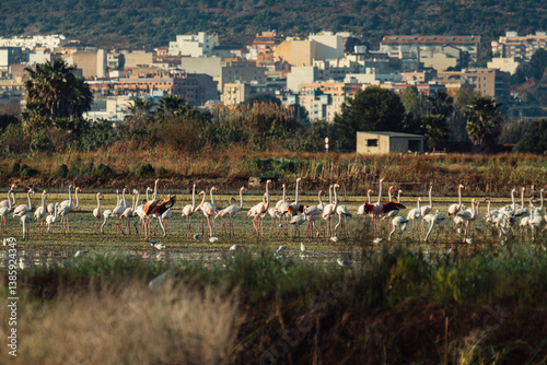 aves paisaje natural marjal Almenara España