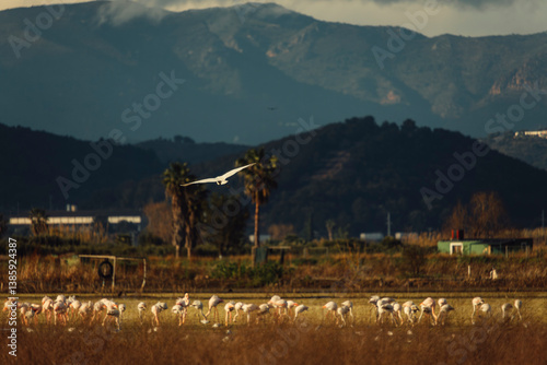 aves paisaje natural marjal Almenara España