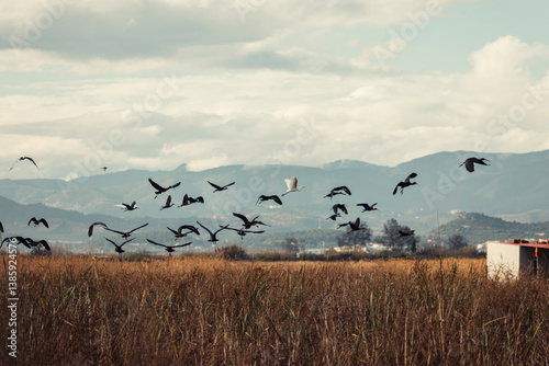 aves paisaje natural marjal Almenara España