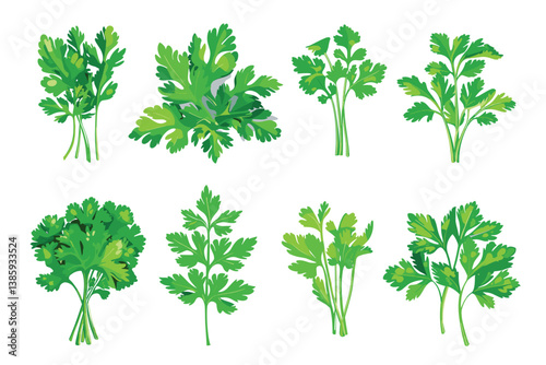 Apiaceae (Umbeliferae) family herbs: parsley, cilantro, chervil.  Clipping path for each object