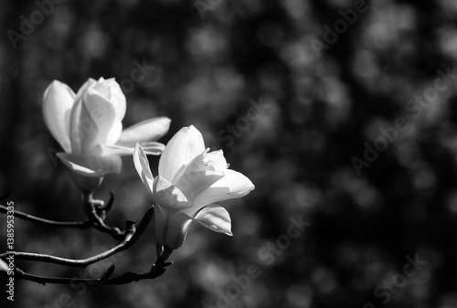 black and white photo magnolia flower bloom on dark background