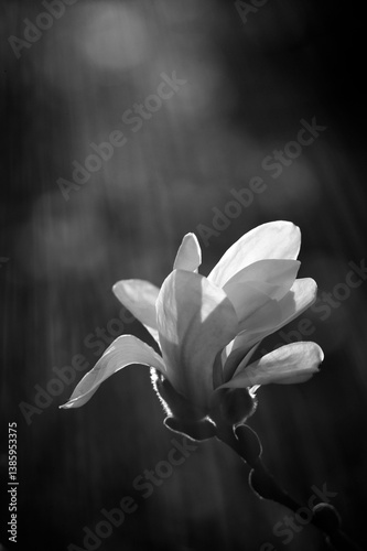black and white photo magnolia flower bloom on dark background