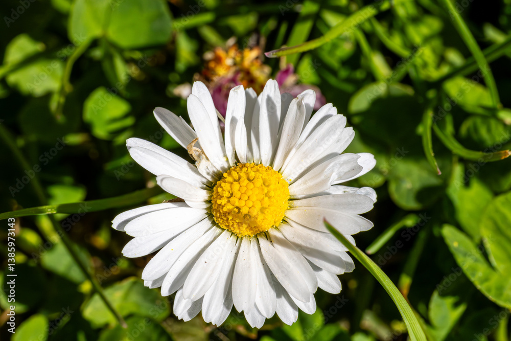 Obraz premium White Daisy Flower in Natural Grass Setting on a Sunny Day
