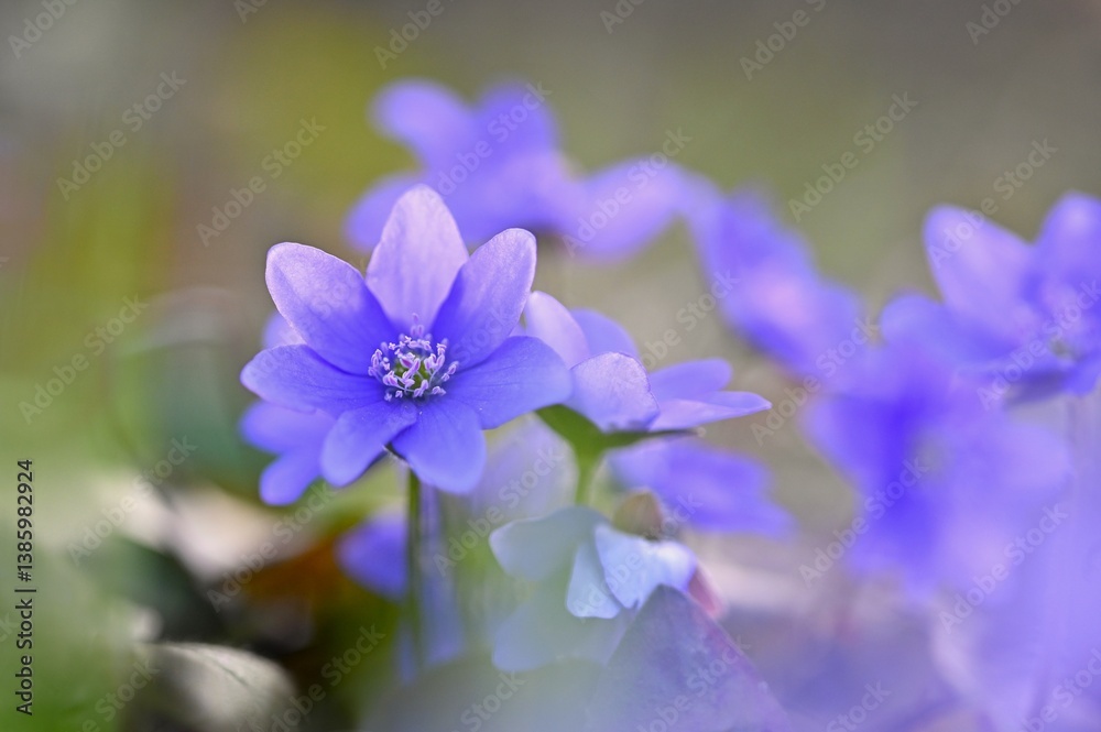 Spring flower. Beautiful blooming first small flowers in the forest. Hepatica. (Hepatica nobilis) Spring flower. Beautiful blooming first small flowers in the forest. Hepatica. (Hepatica nobilis)