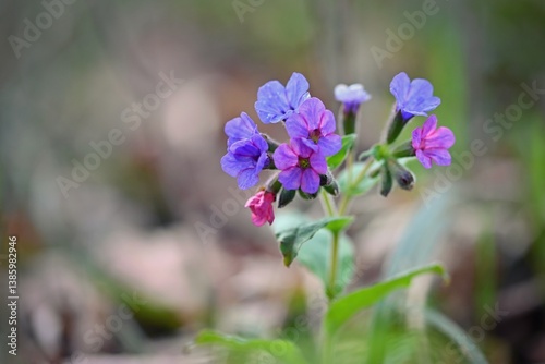 Beautiful colorful herb in the forest blooming in spring time. Nature and spring in the forest and park. Lungwort (Pulmonaria officinalis)